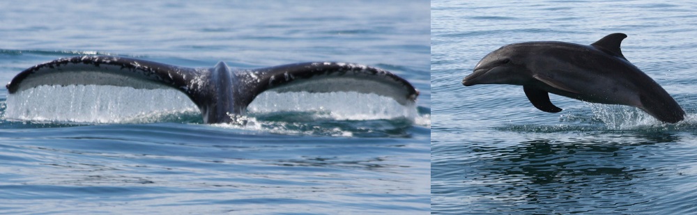Avistamientos de Ballenas y Delfines Avistamientos de Ballenas y Delfines