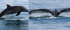 Avistamientos de Ballenas y Delfines